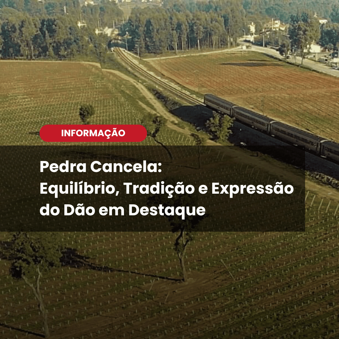 Pedra Cancela Reserva Branco 2022: o frescor do Dão no Wine Tasting