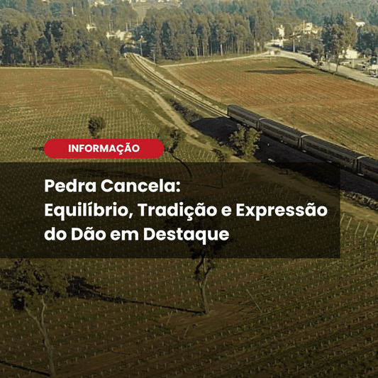 Pedra Cancela Reserva Branco 2022: o frescor do Dão no Wine Tasting