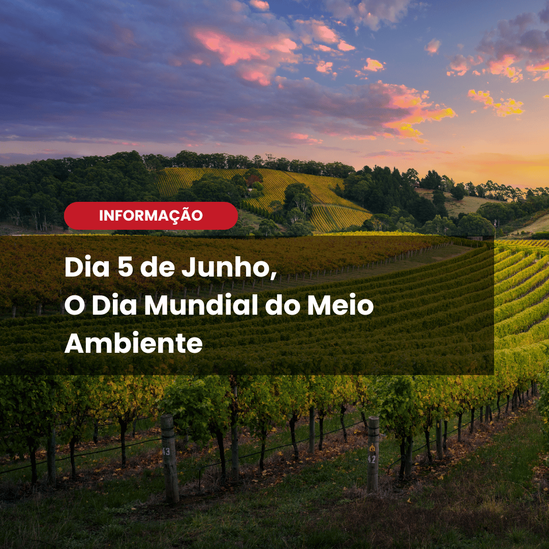 Vinho & Meio Ambiente: Responsabilidade além da taça
